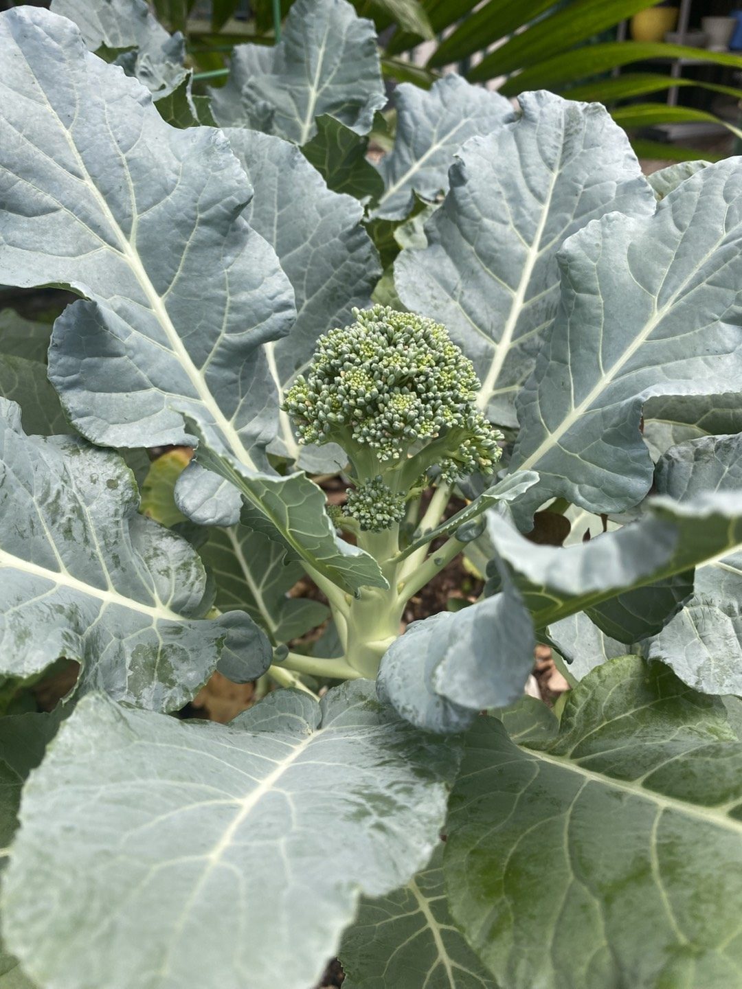 Broccoli plant growing in the school garden