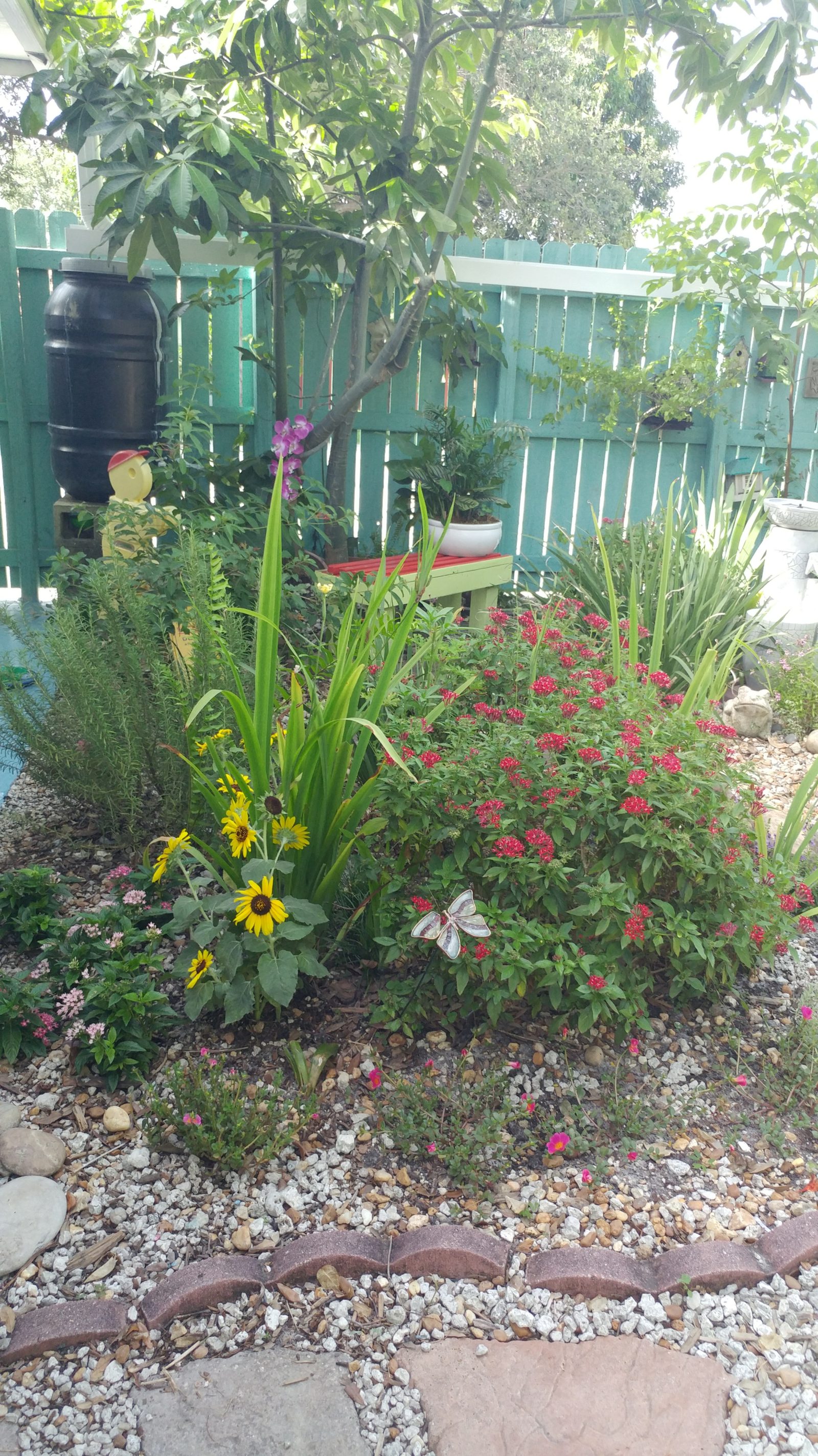 Colorful flowering plants growing along the school garden pathway