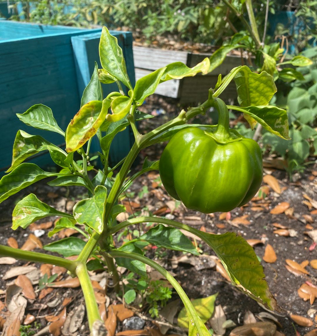 A green pepper growing in the school vegetable garden